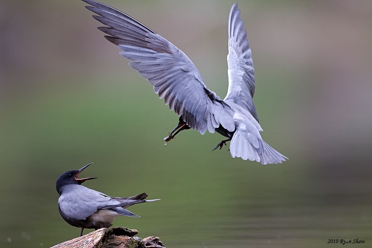 Black Tern - Ryan Shaw