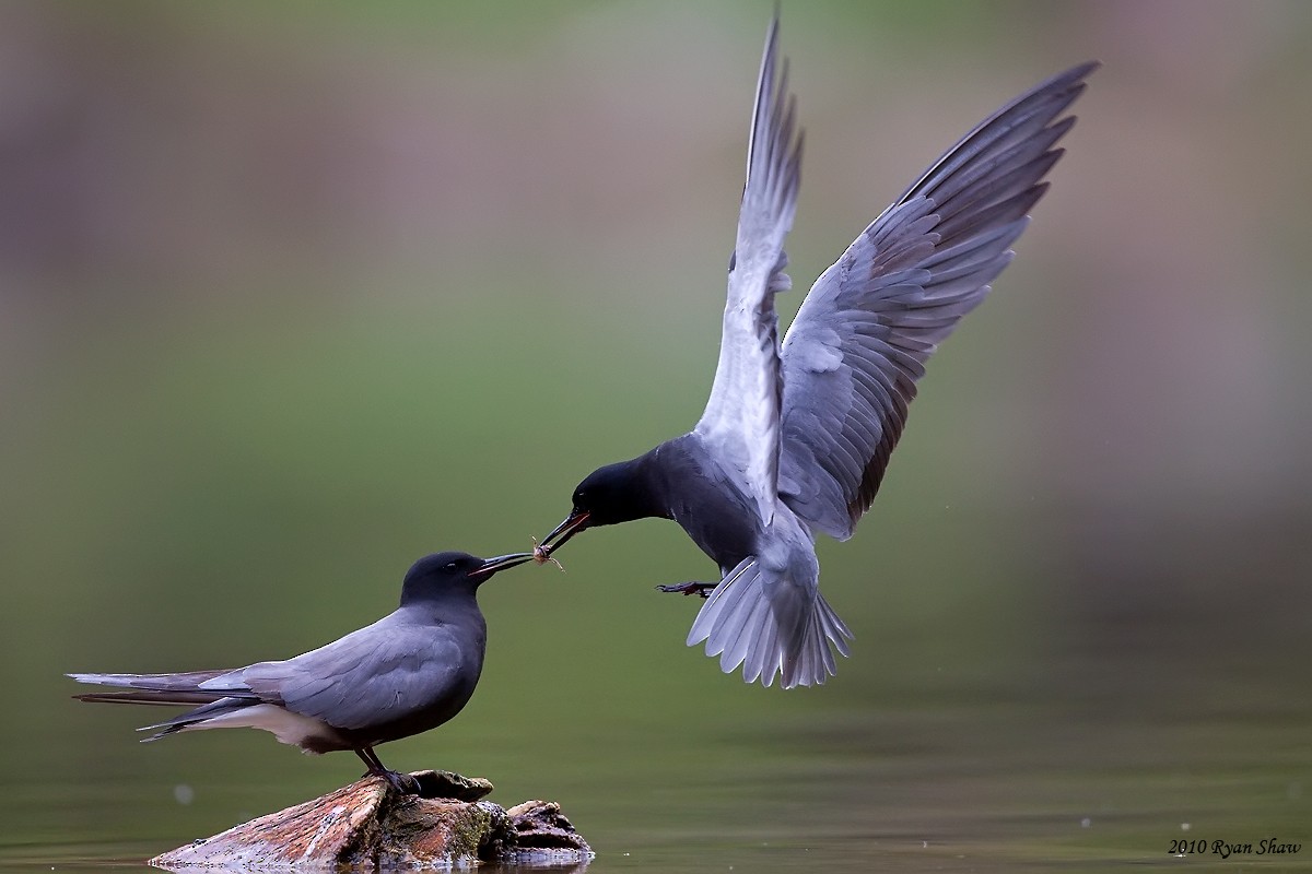 Black Tern - ML60476061