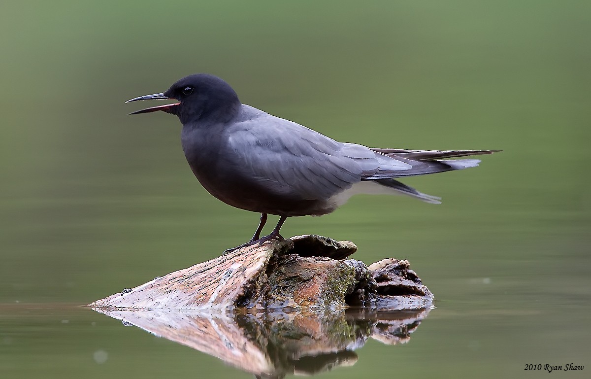 Black Tern - Ryan Shaw