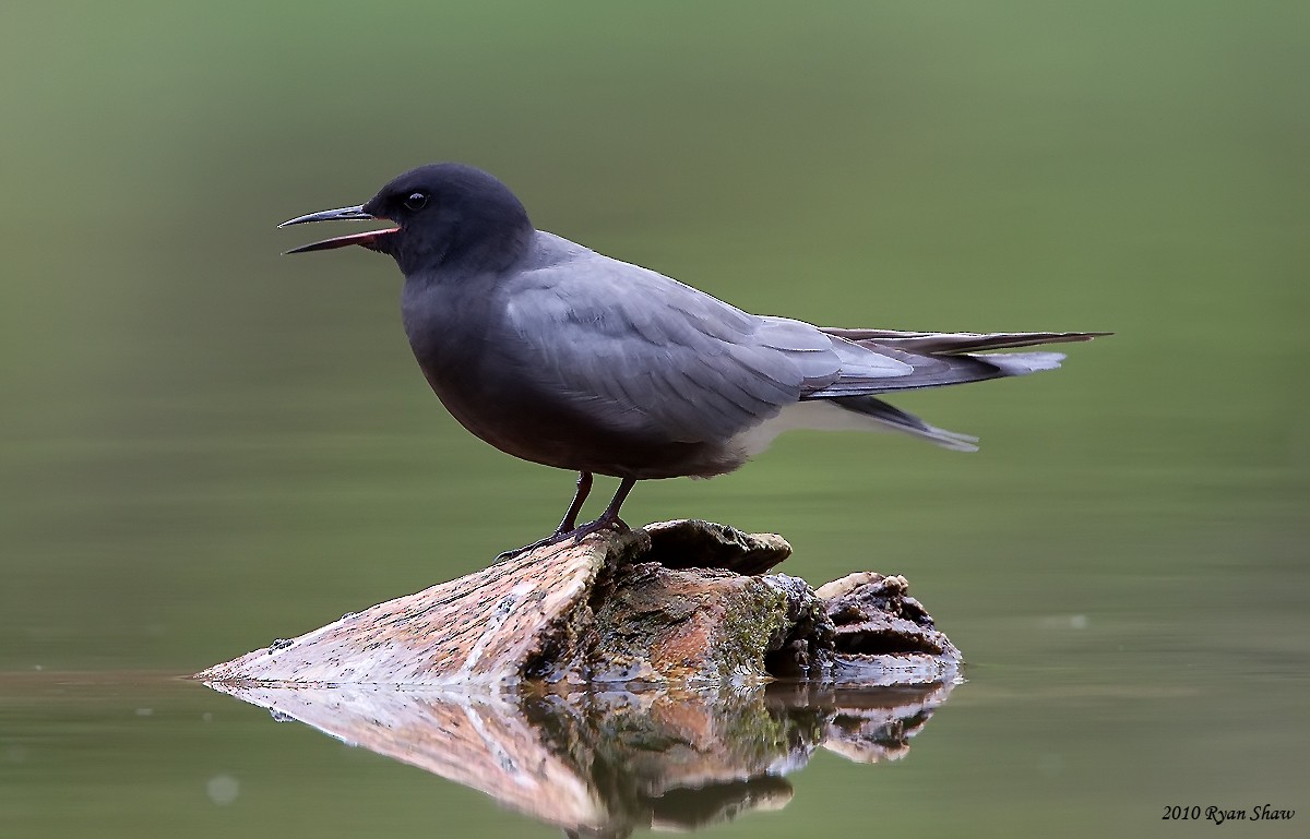 Black Tern - ML60476071