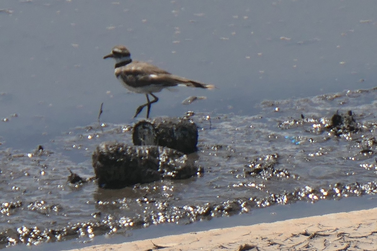 Killdeer - Virginia Davis