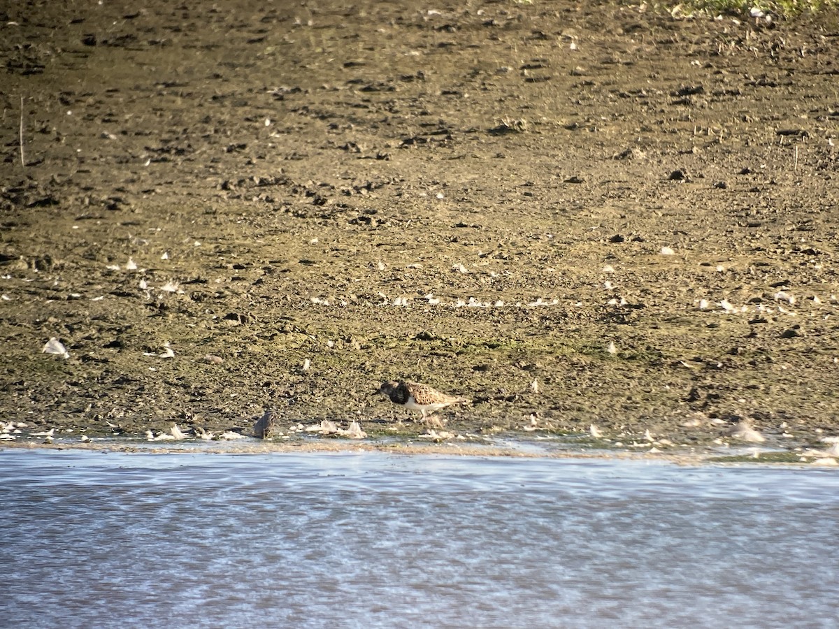 Ruddy Turnstone - ML604762471