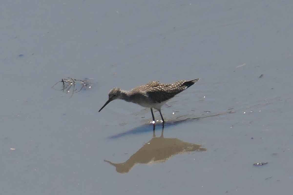 Lesser Yellowlegs - Virginia Davis