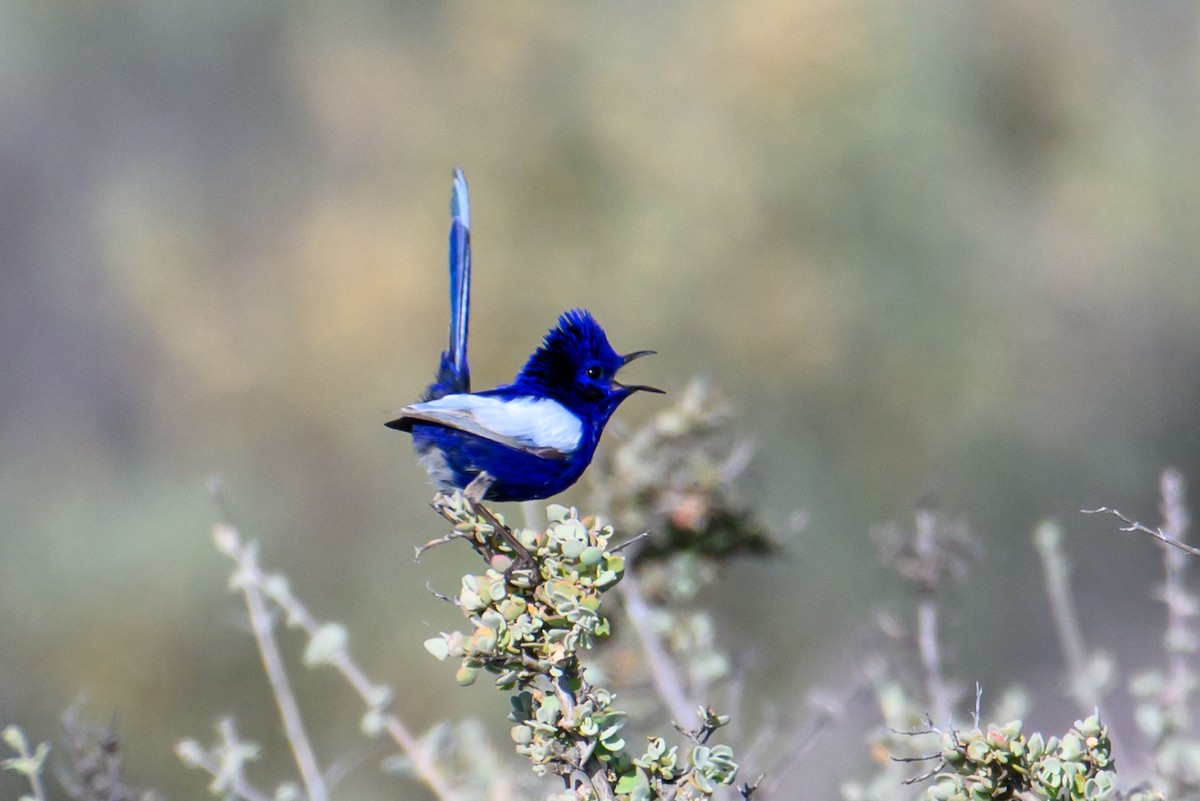 White-winged Fairywren - ML604762861