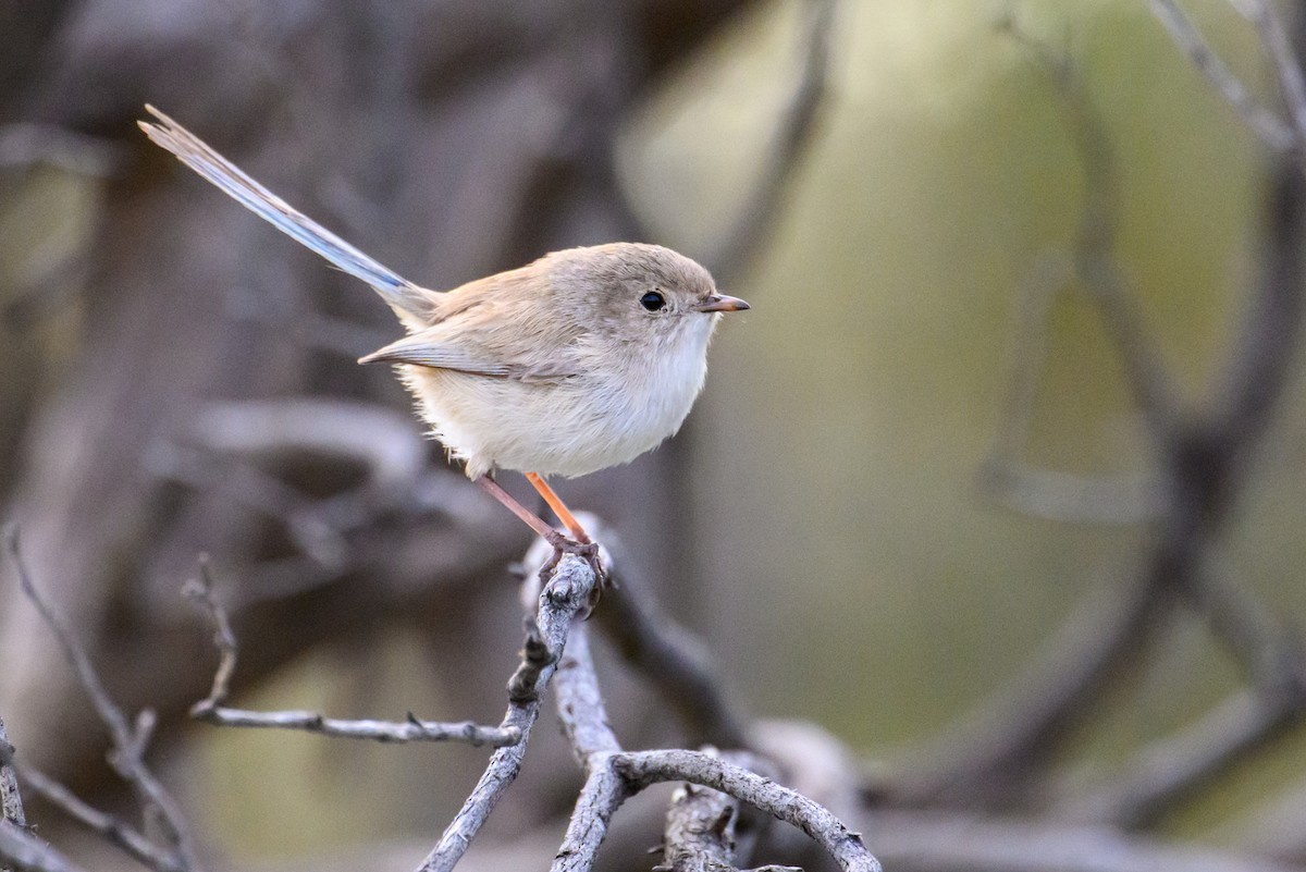 White-winged Fairywren - ML604762941