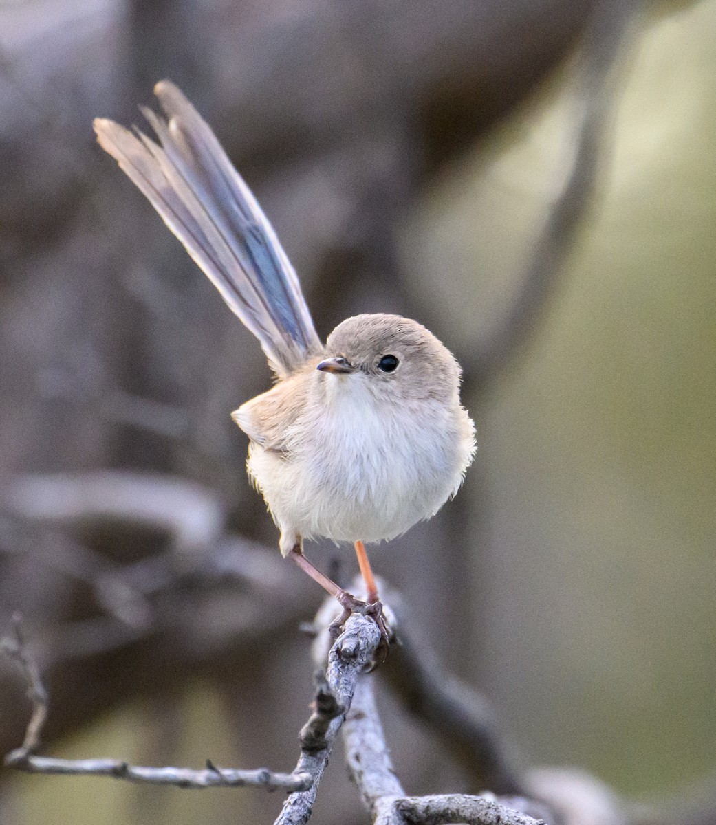 White-winged Fairywren - ML604762991