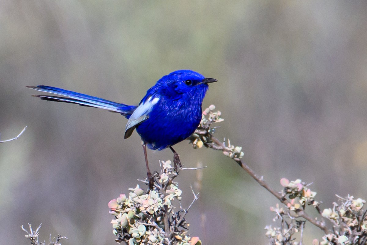 White-winged Fairywren - ML604763001