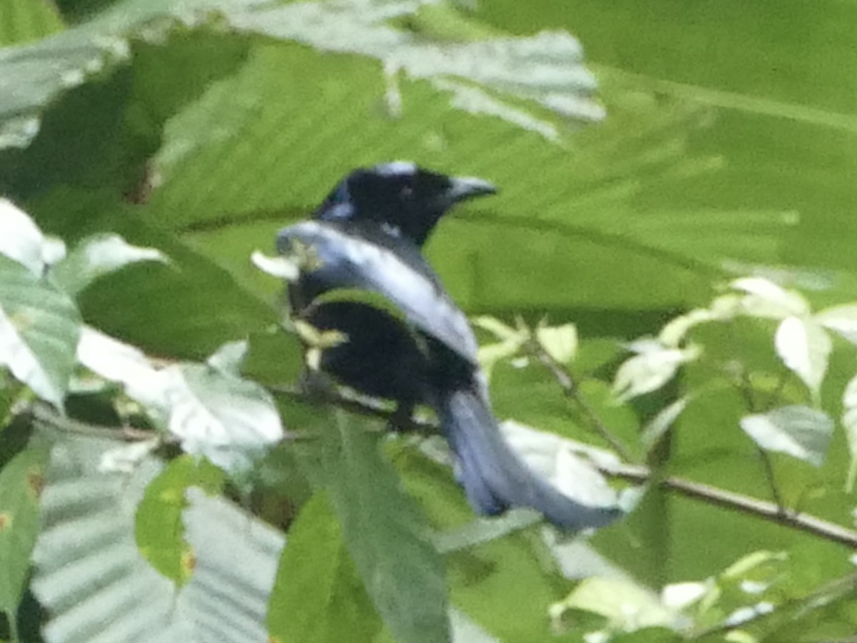 Hair-crested Drongo (Mentawai) - ML604763201