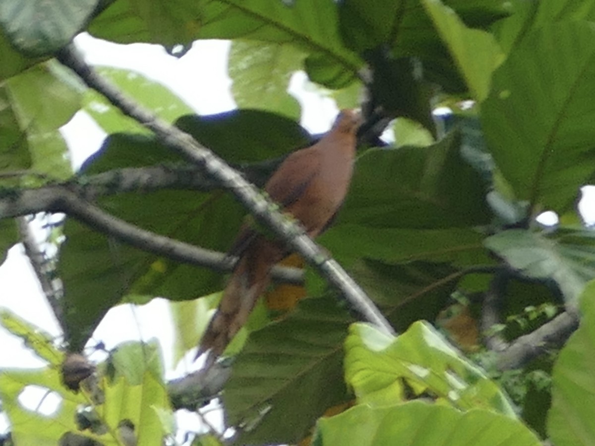 Barusan Cuckoo-Dove - ML604763431