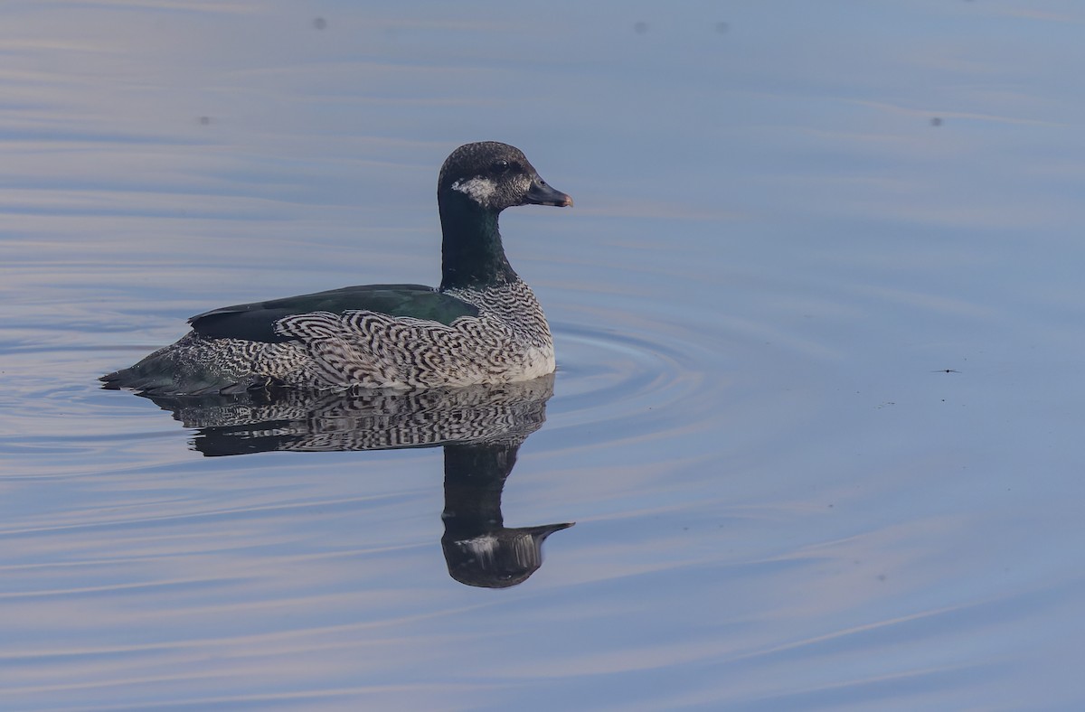 Green Pygmy-Goose - Geoff Dennis