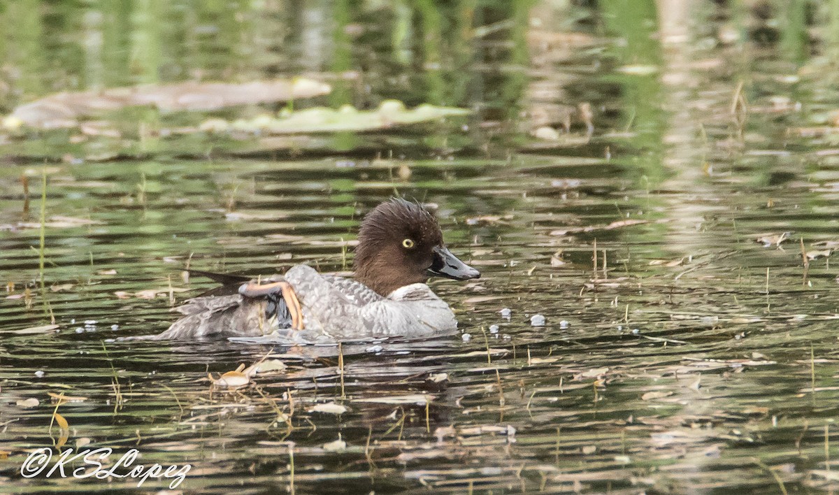 Common Goldeneye - ML60476371