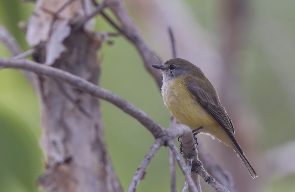 Lemon-bellied Flyrobin - Geoff Dennis