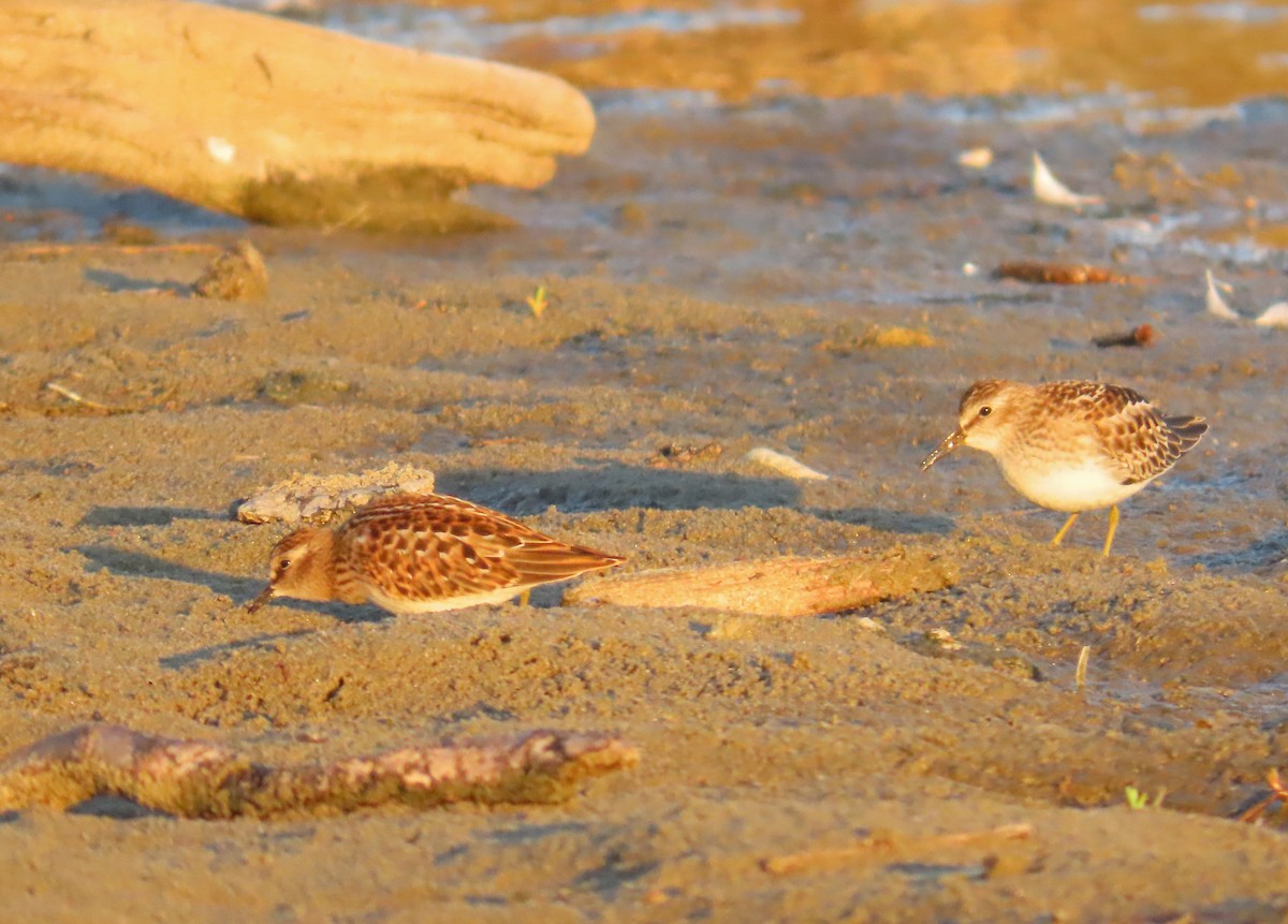 Least Sandpiper - ML604764271