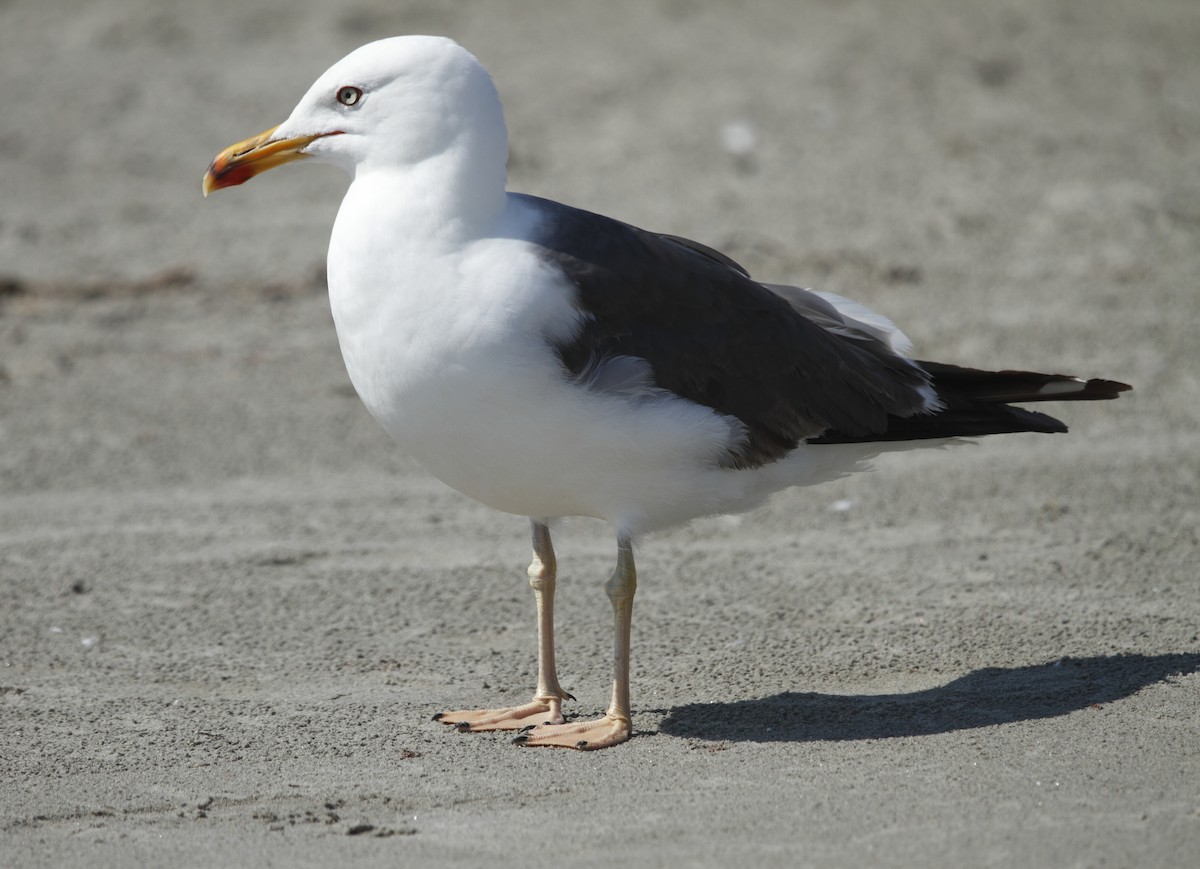 Lesser Black-backed Gull - ML604766121