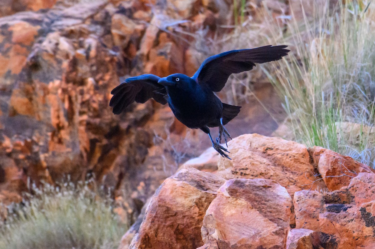 Torresian Crow - ML604766931