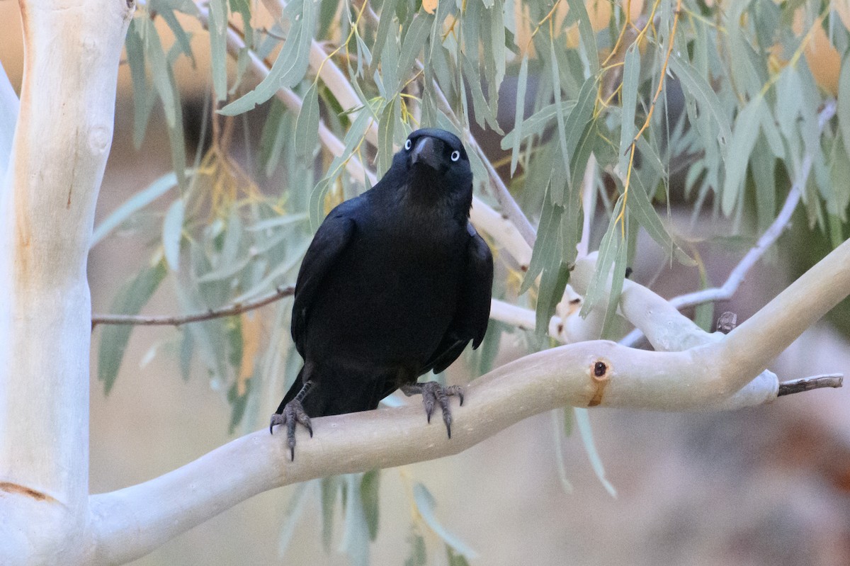 Torresian Crow - ML604767201