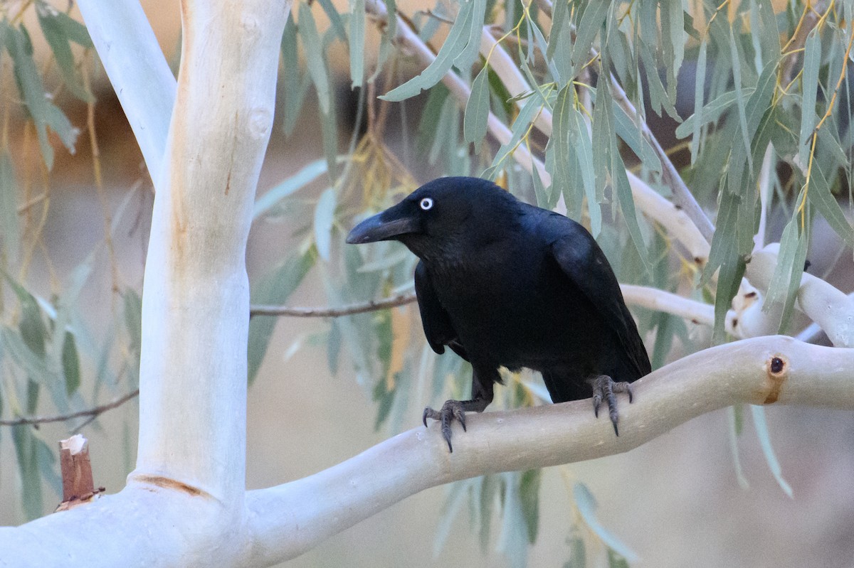 Torresian Crow - ML604767311