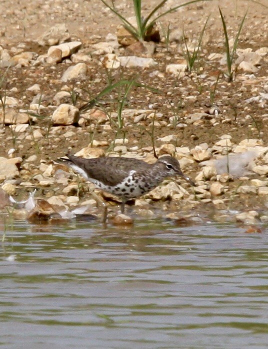 Spotted Sandpiper - ML604767691