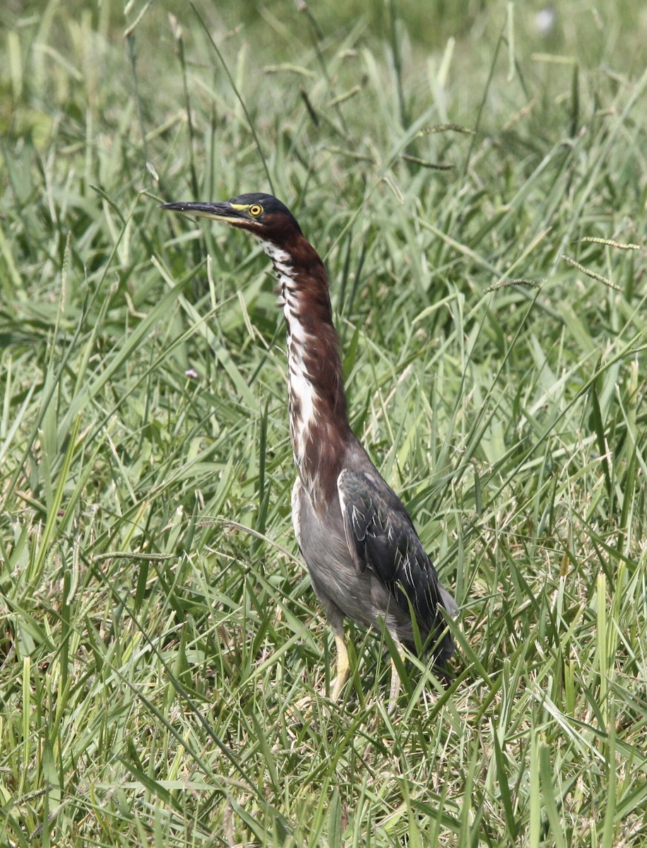 Green Heron - ML604767751