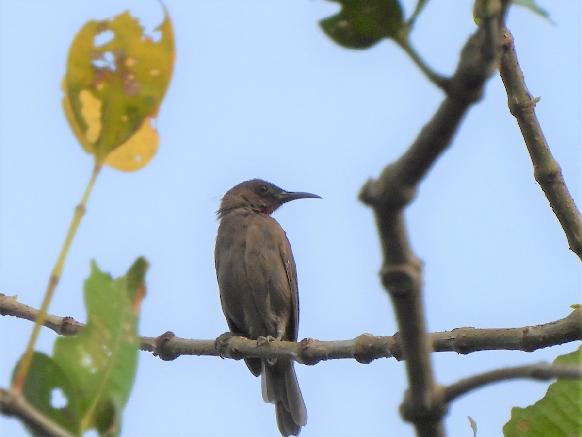 Ruby-throated Myzomela - ML604767821