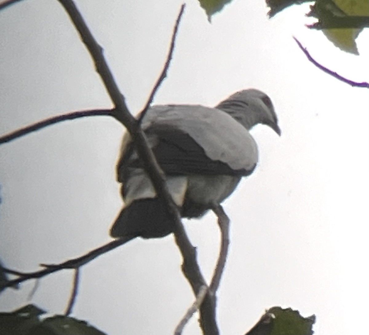 Silvery Wood-Pigeon - ML604767881