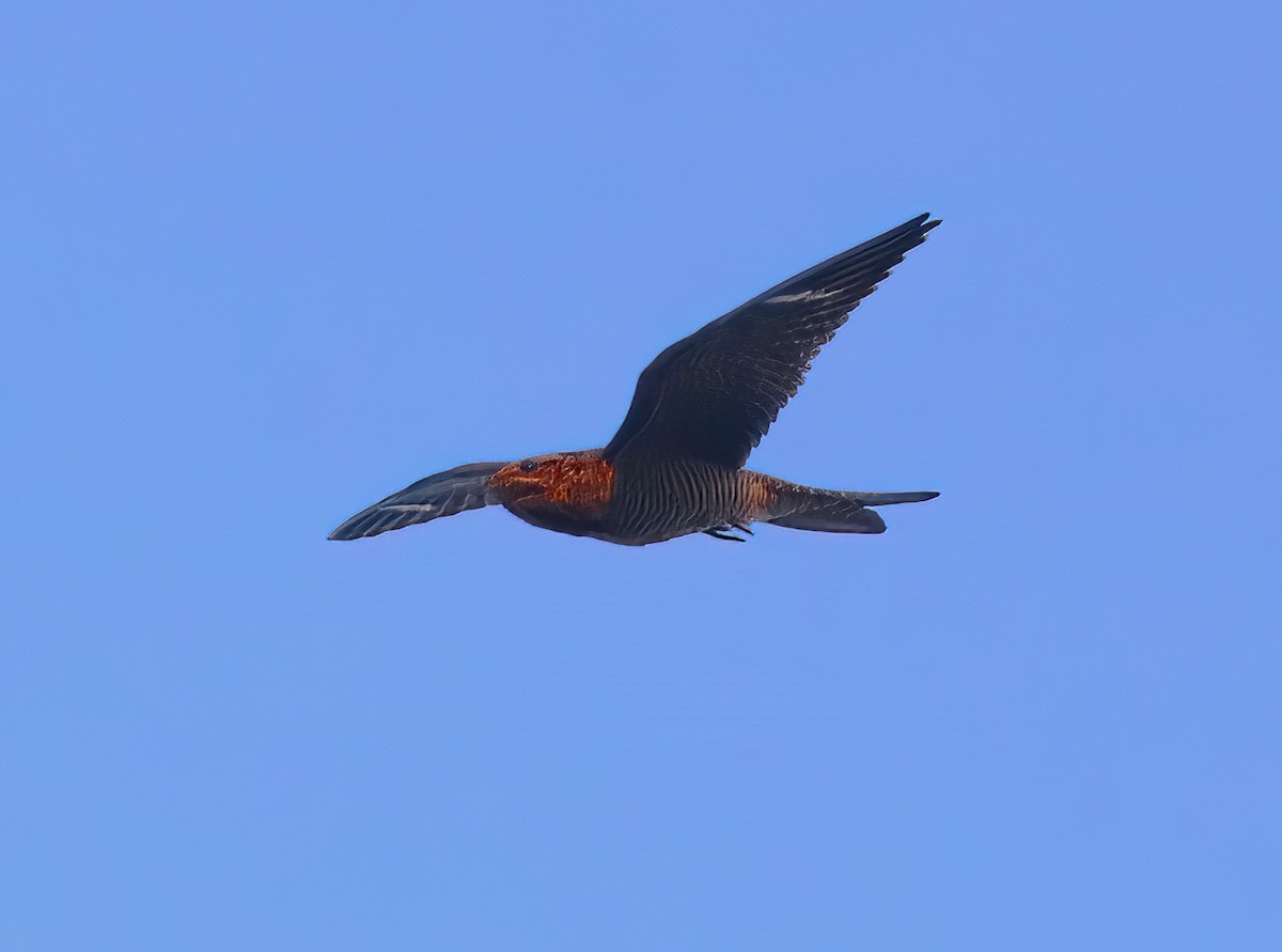 תחמס אמריקני - ML604768091