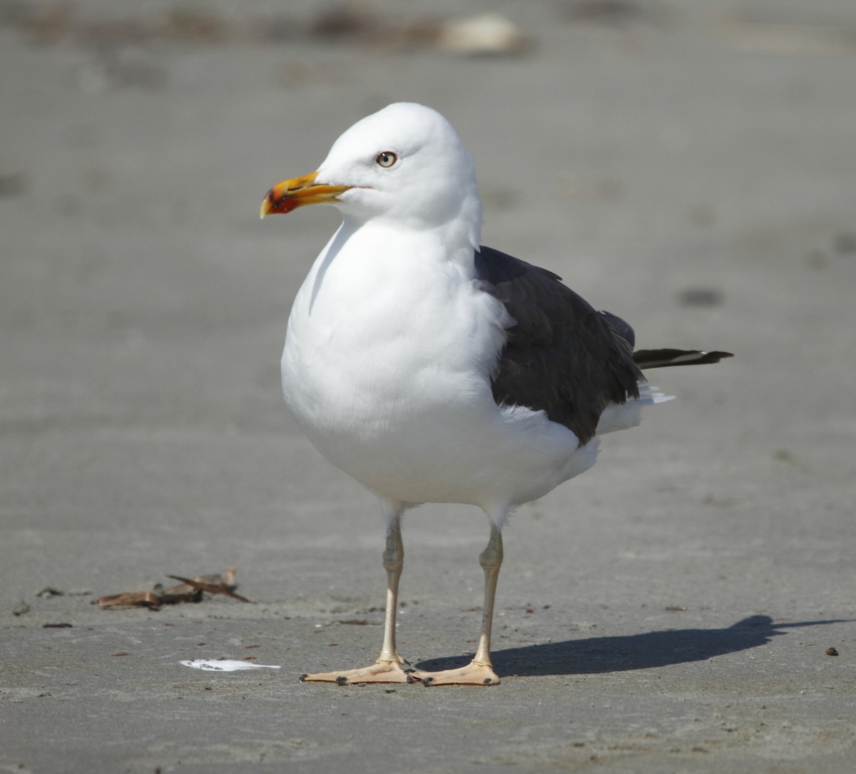 Lesser Black-backed Gull - ML604768221