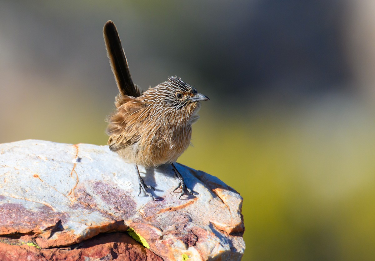 Dusky Grasswren - ML604768321
