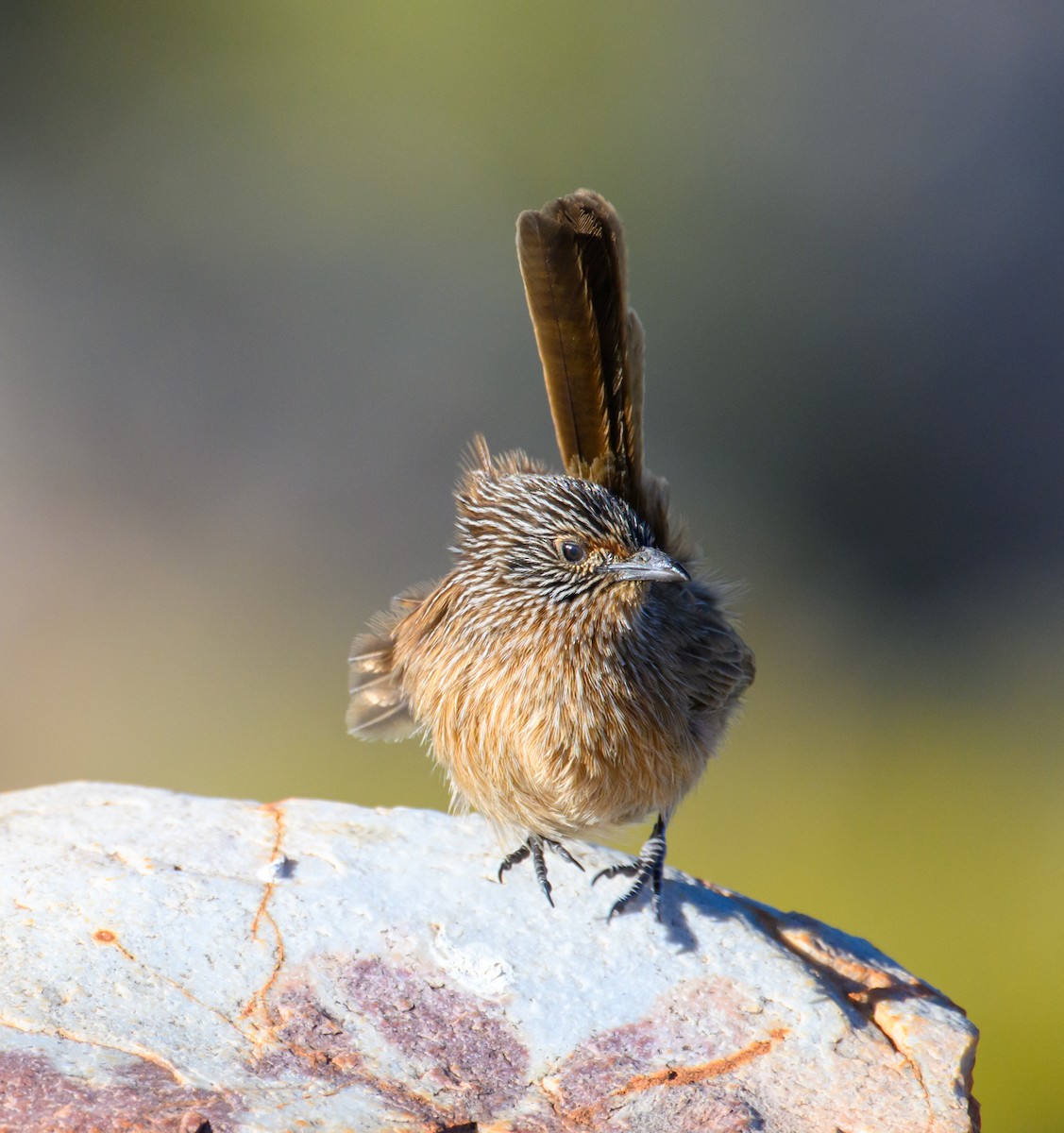 Dusky Grasswren - ML604768331