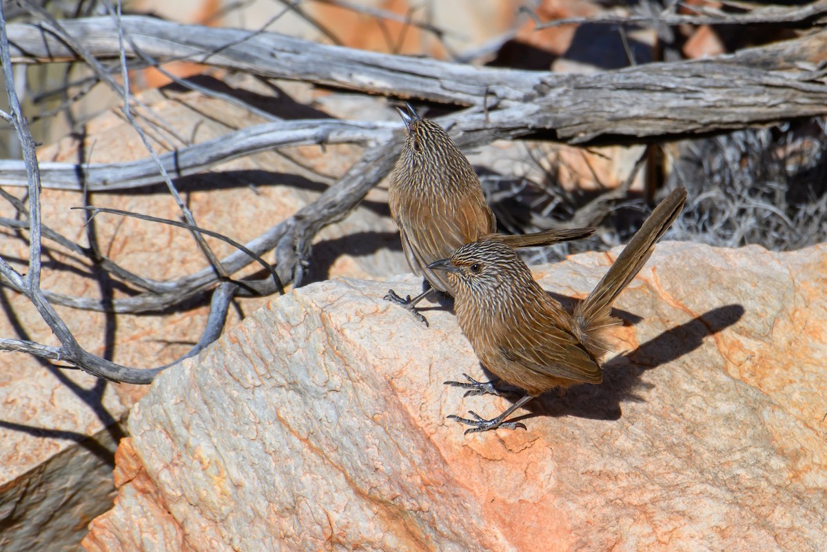 Dusky Grasswren - ML604768431