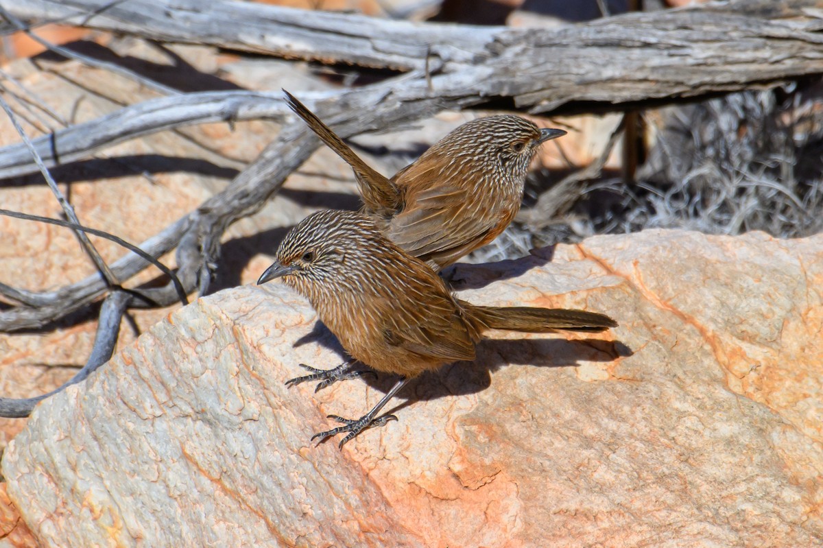 Dusky Grasswren - ML604768541