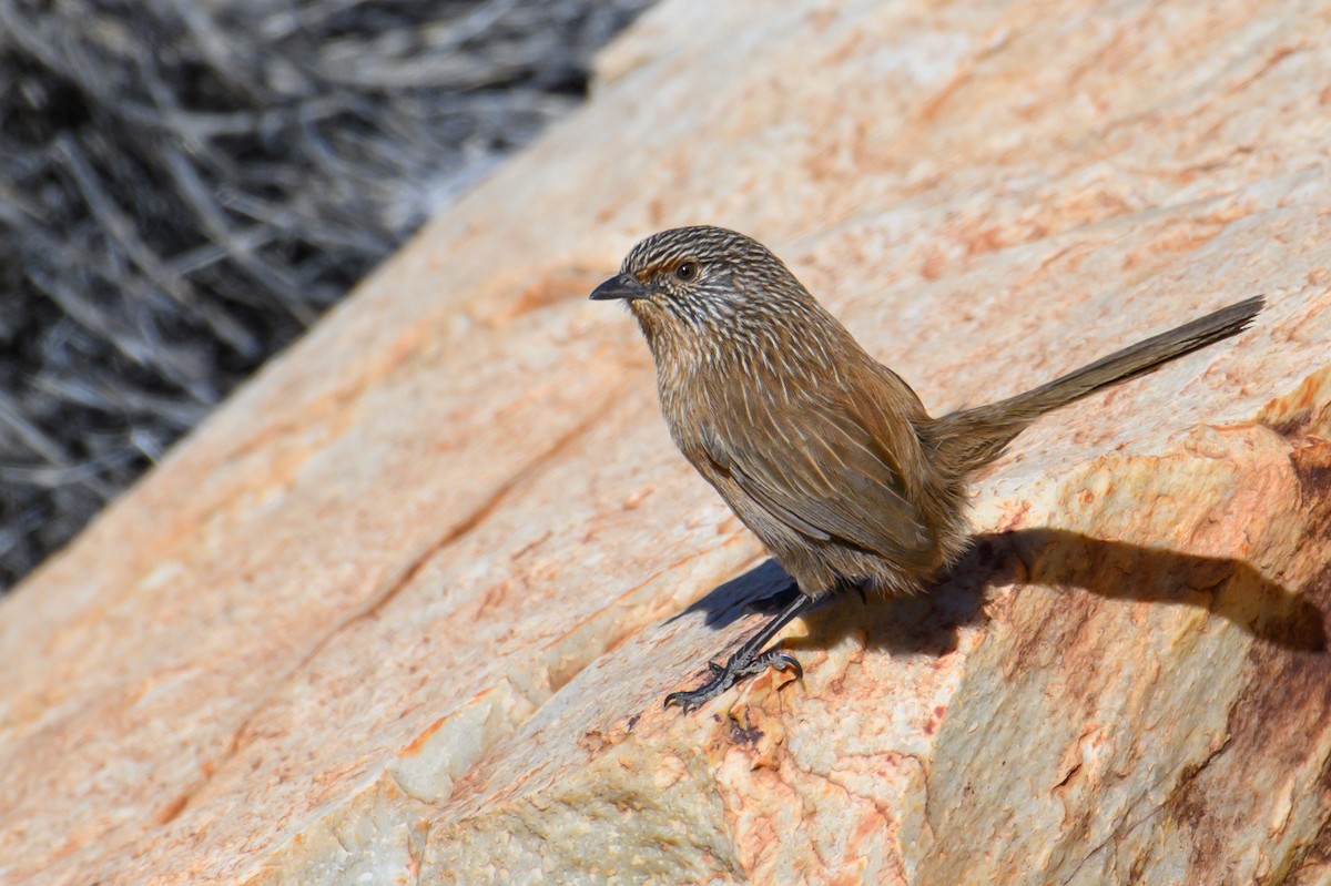 Dusky Grasswren - ML604768601