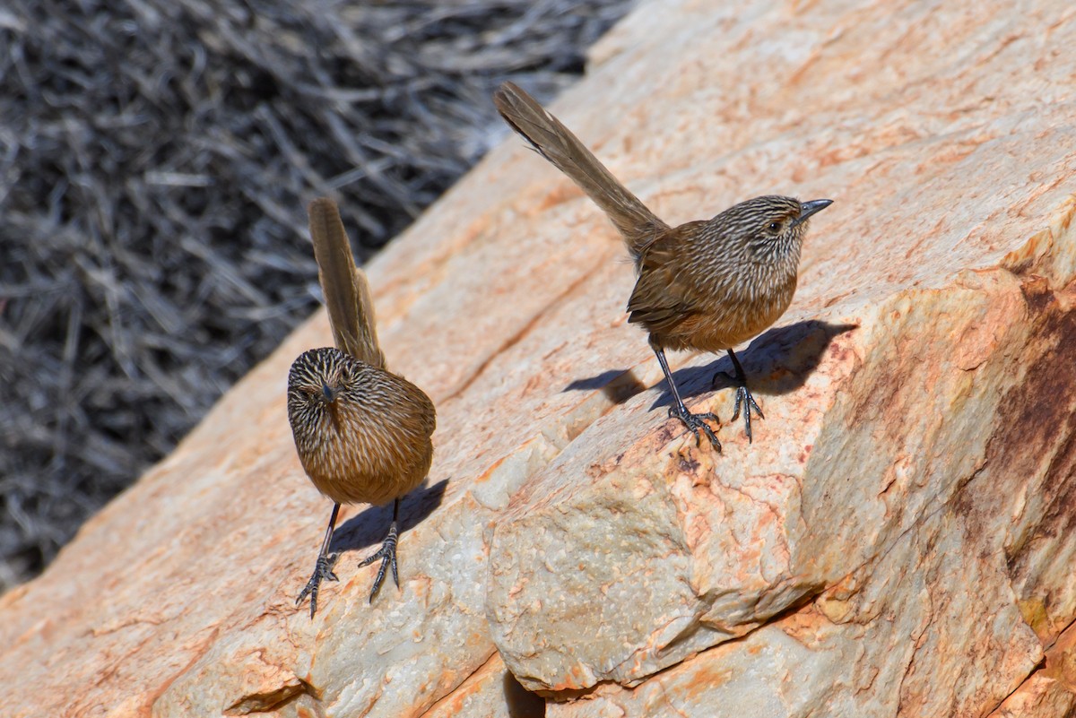 Dusky Grasswren - ML604768661