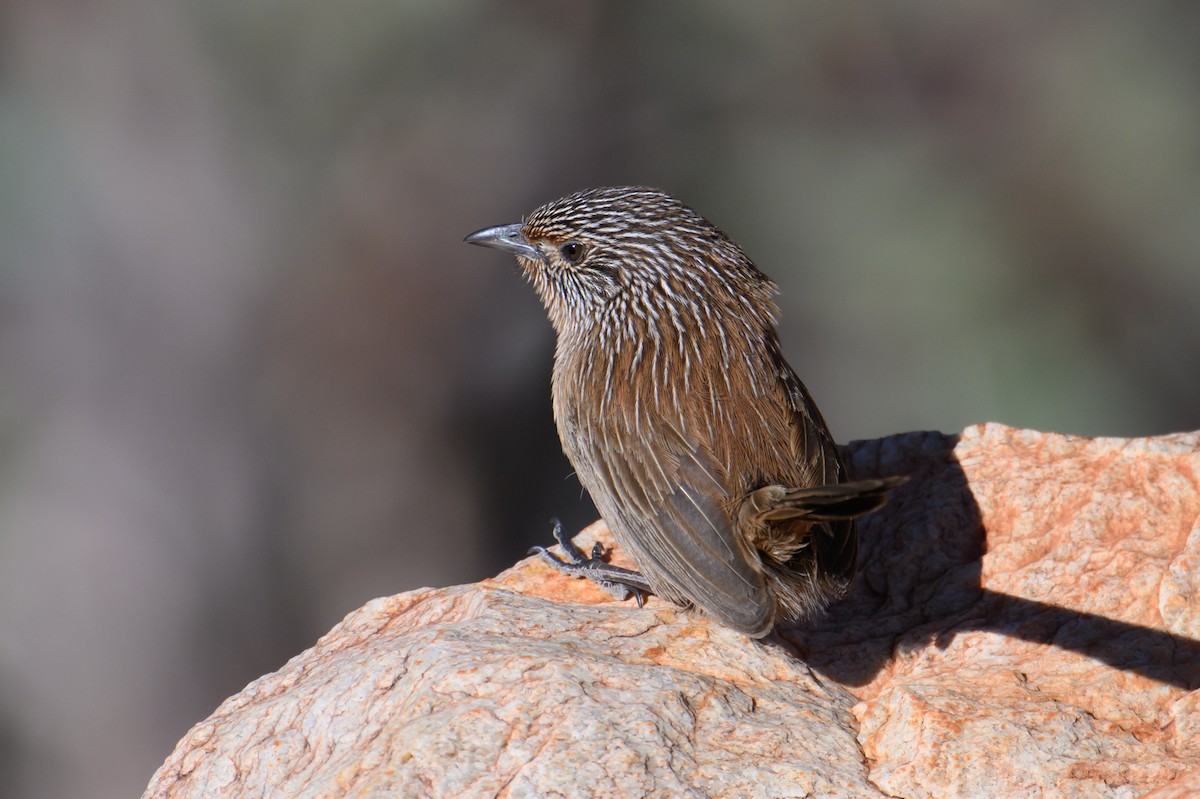 Dusky Grasswren - ML604768801