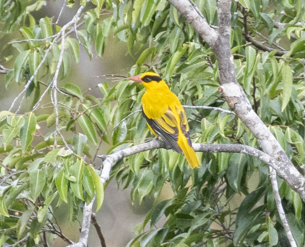 Black-naped Oriole (Sulawesi) - Lindy Fung