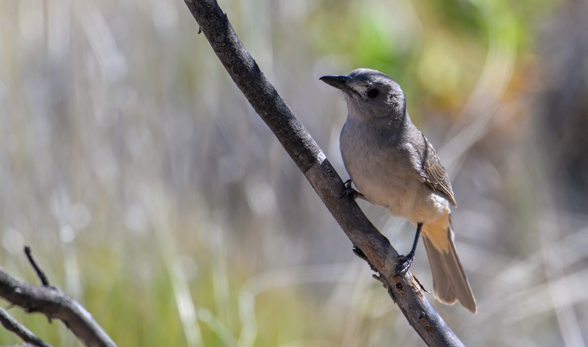 Gray Shrikethrush - ML604769031