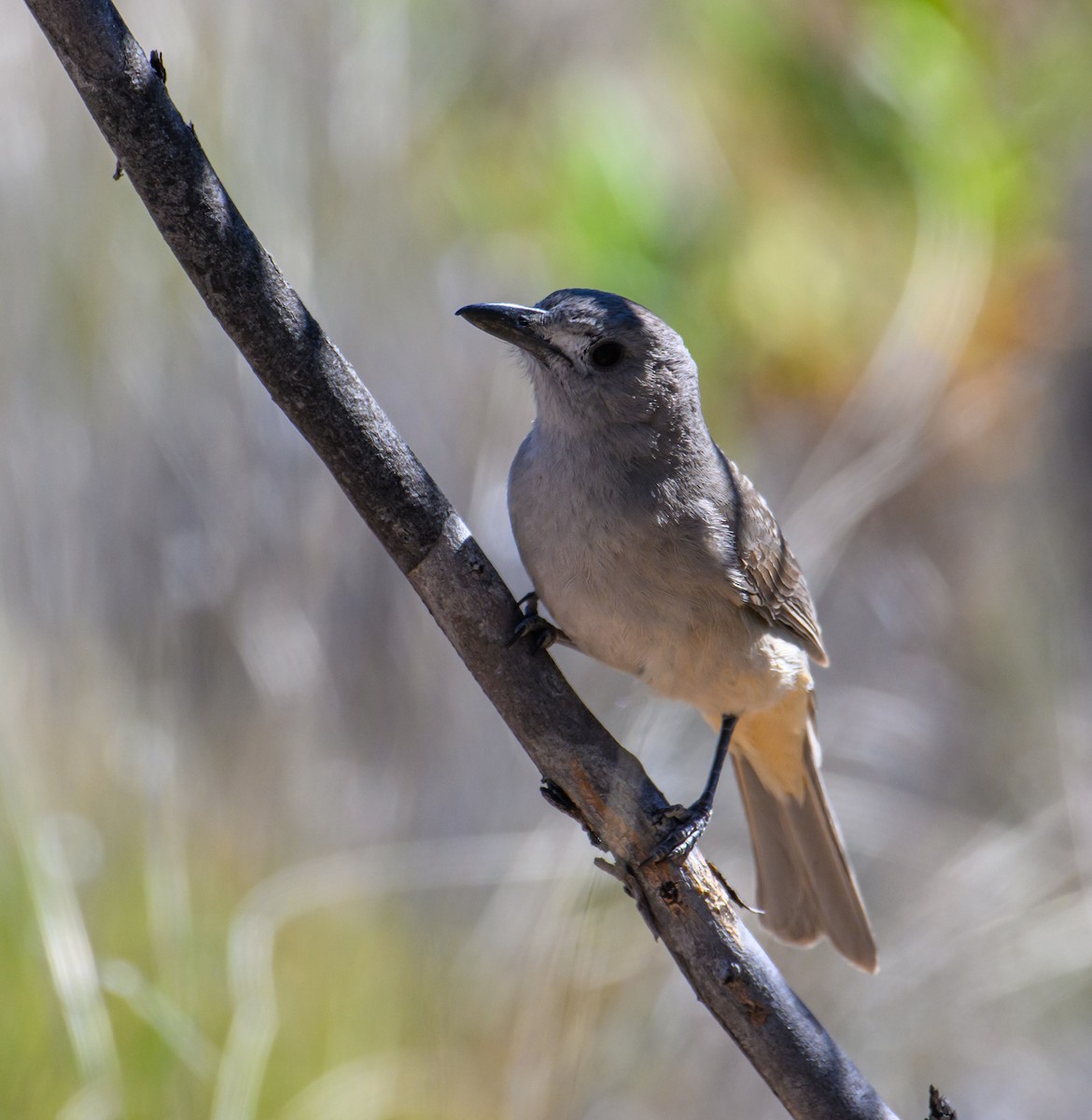 Gray Shrikethrush - ML604769041