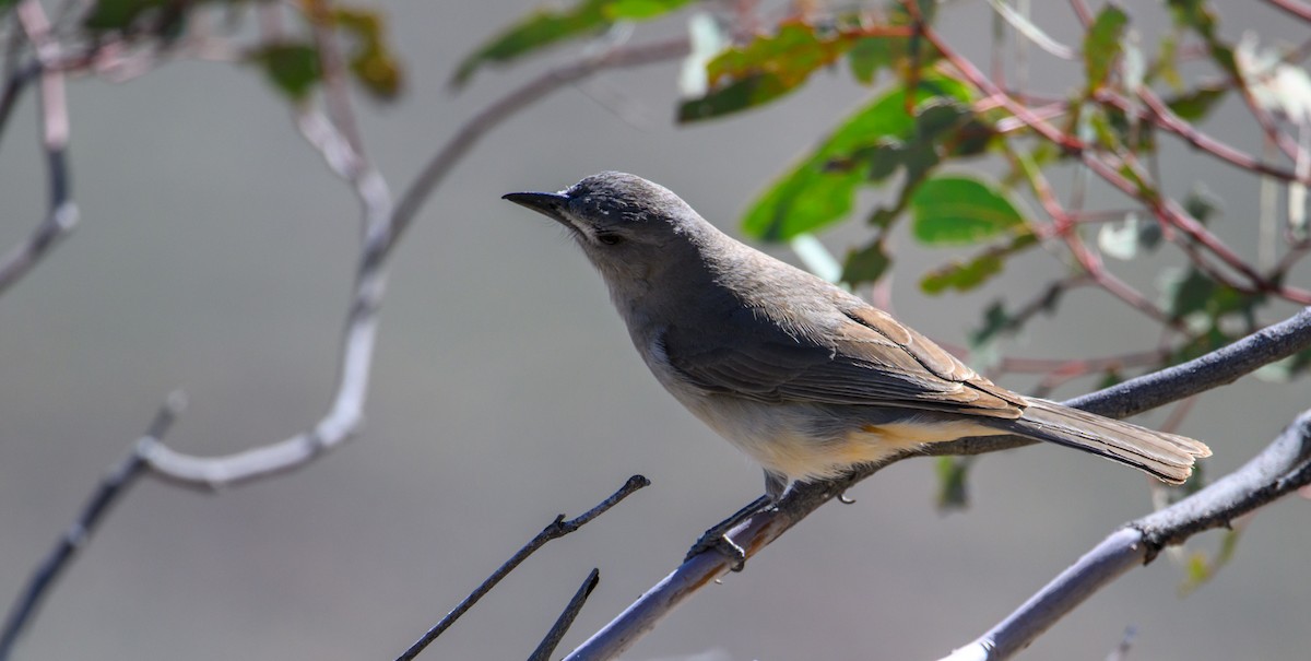 Gray Shrikethrush - ML604769141