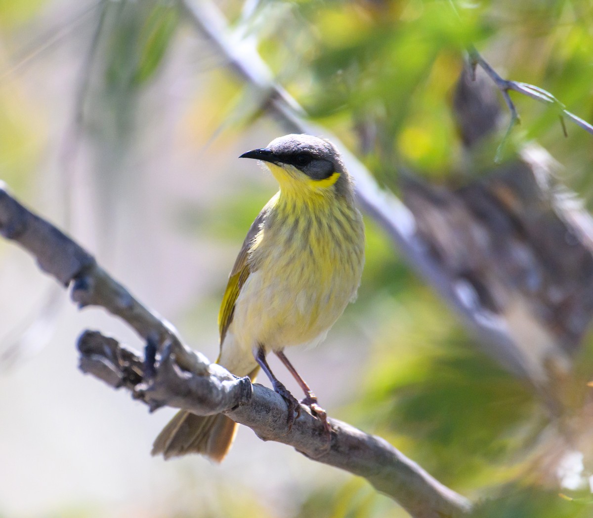 Gray-headed Honeyeater - ML604769171