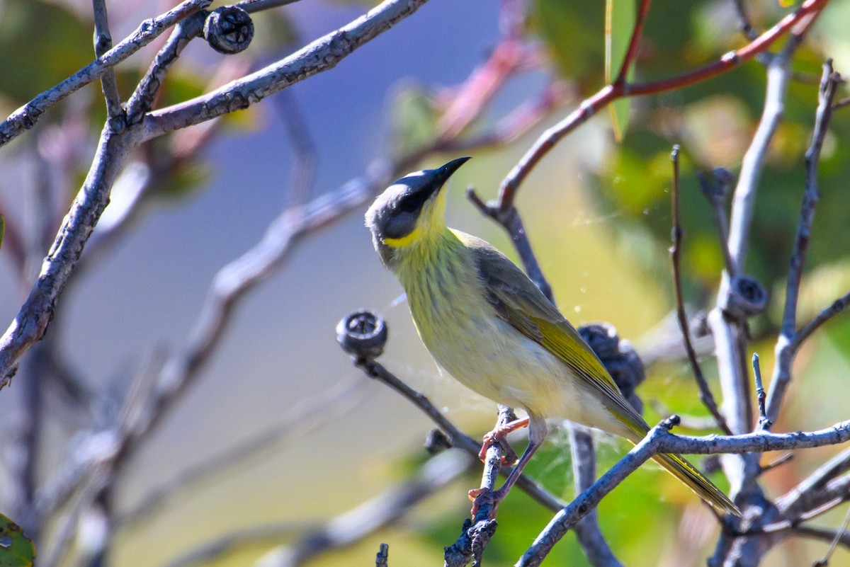 Gray-headed Honeyeater - ML604769181
