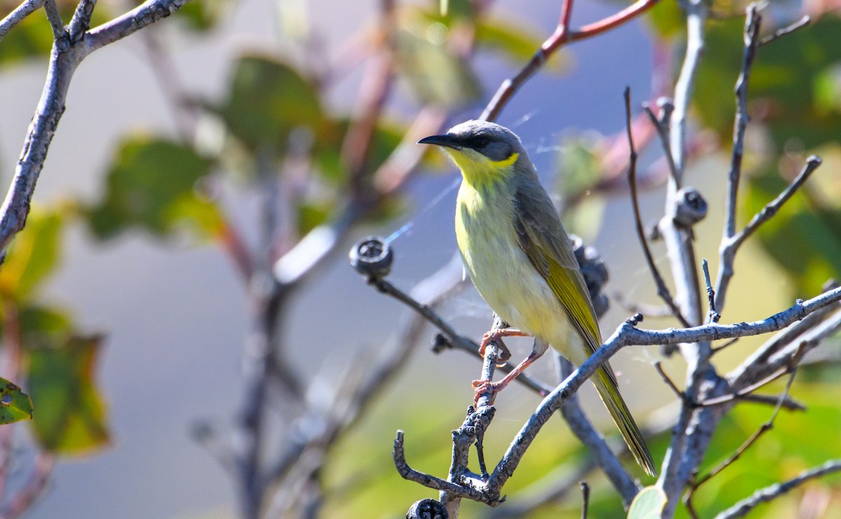 Gray-headed Honeyeater - ML604769281