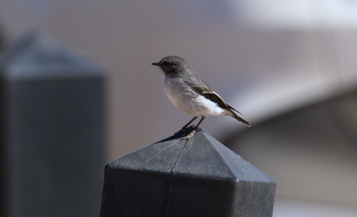 Hooded Robin - ML604769301