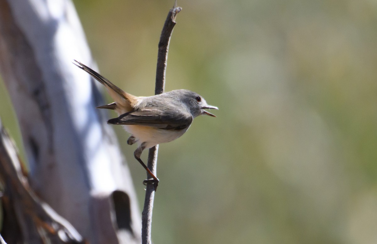 Inland Thornbill - ML604769331