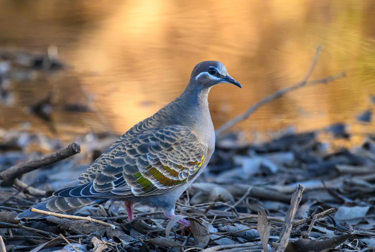 Common Bronzewing - ML604769441