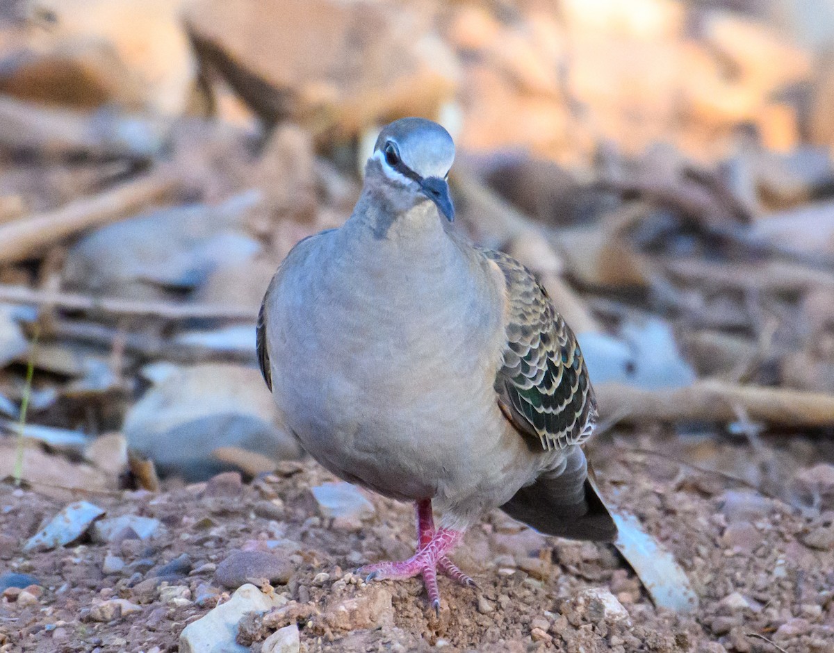 Common Bronzewing - ML604769451