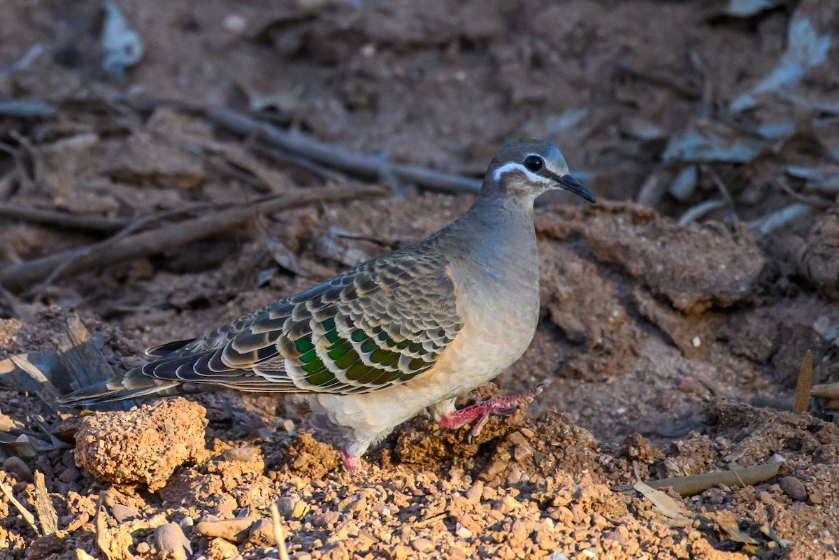 Common Bronzewing - ML604769461