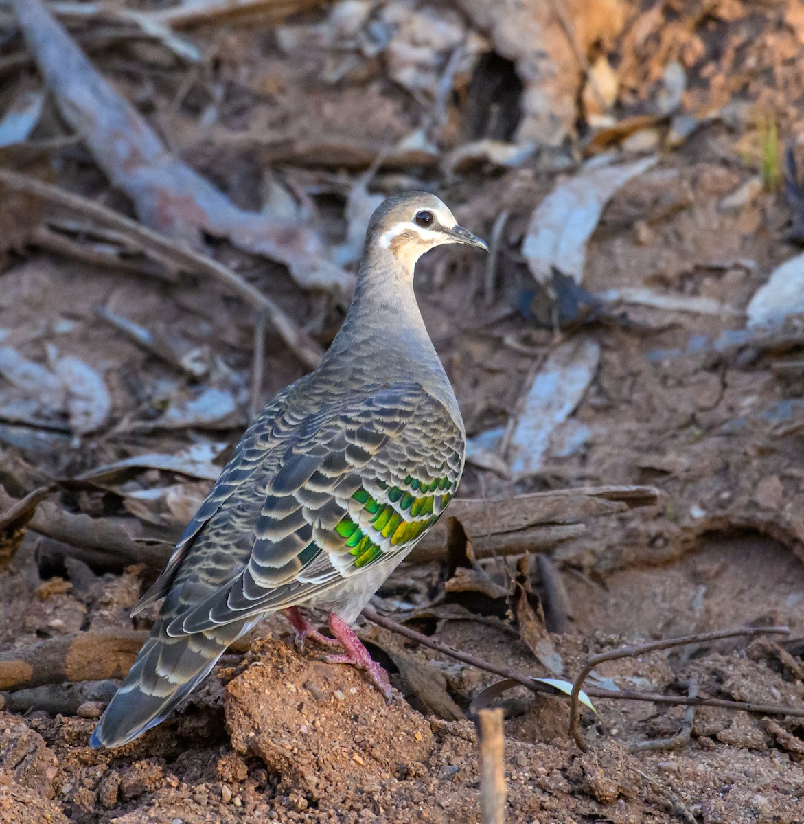 Common Bronzewing - ML604769471
