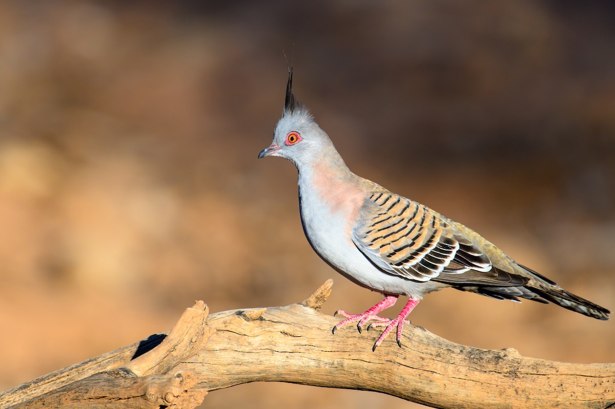Crested Pigeon - ML604769521