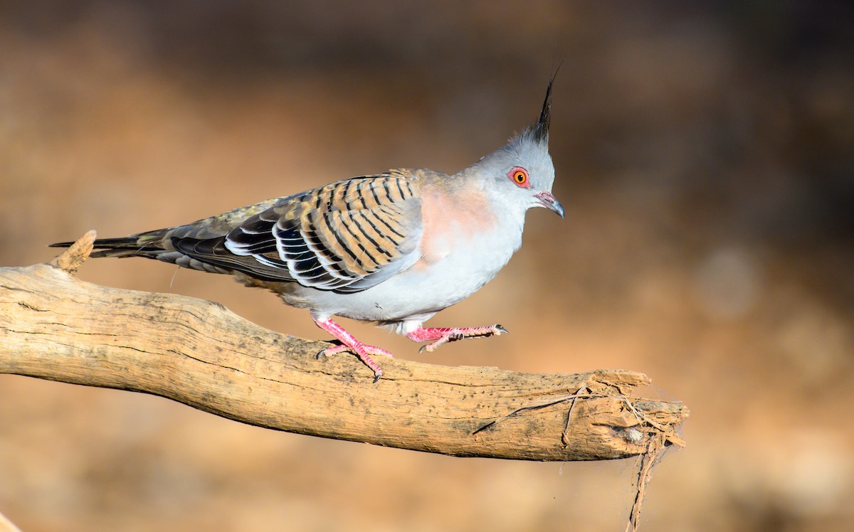 Crested Pigeon - ML604769531