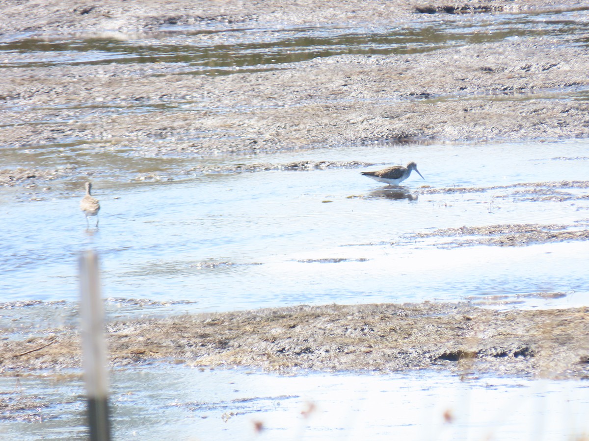 Greater Yellowlegs - ML604769591